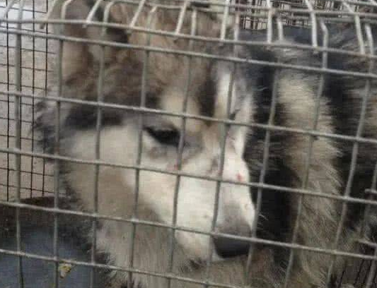 钢岚：白月抽取价值分析！这个月的武装讨伐就是为她而设！